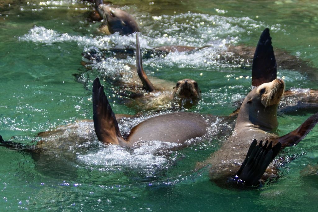 bird-island-isla-san-jorge-028