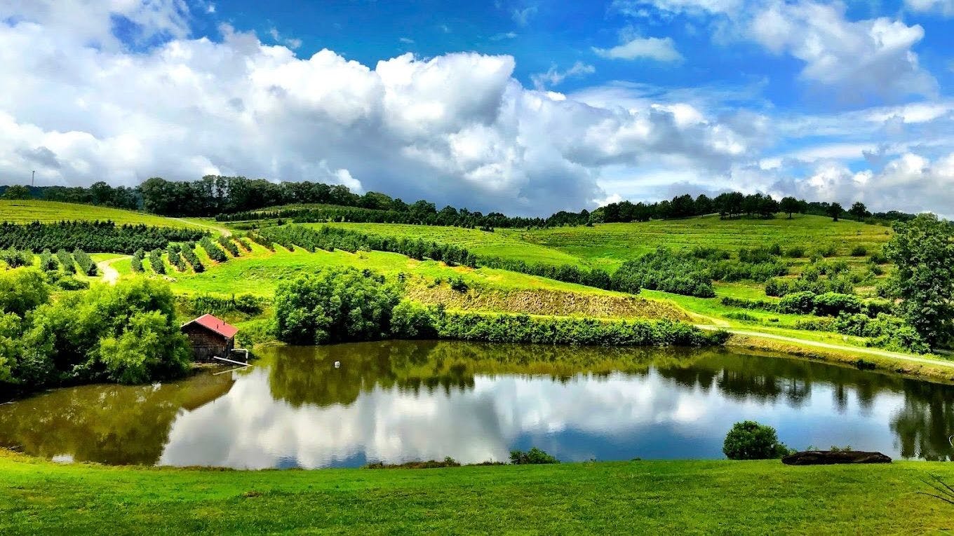 Mercier Orchards