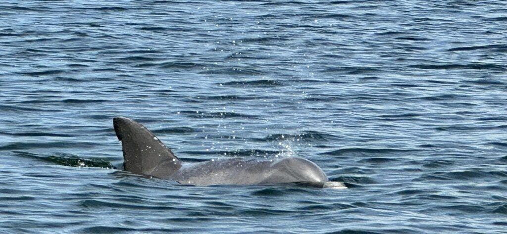 orange-beach-cat-boat-tours-002