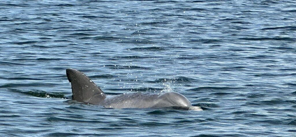 orange-beach-cat-boat-tours-002