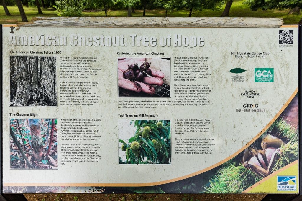 mill-mountain-wildflower-garden-002