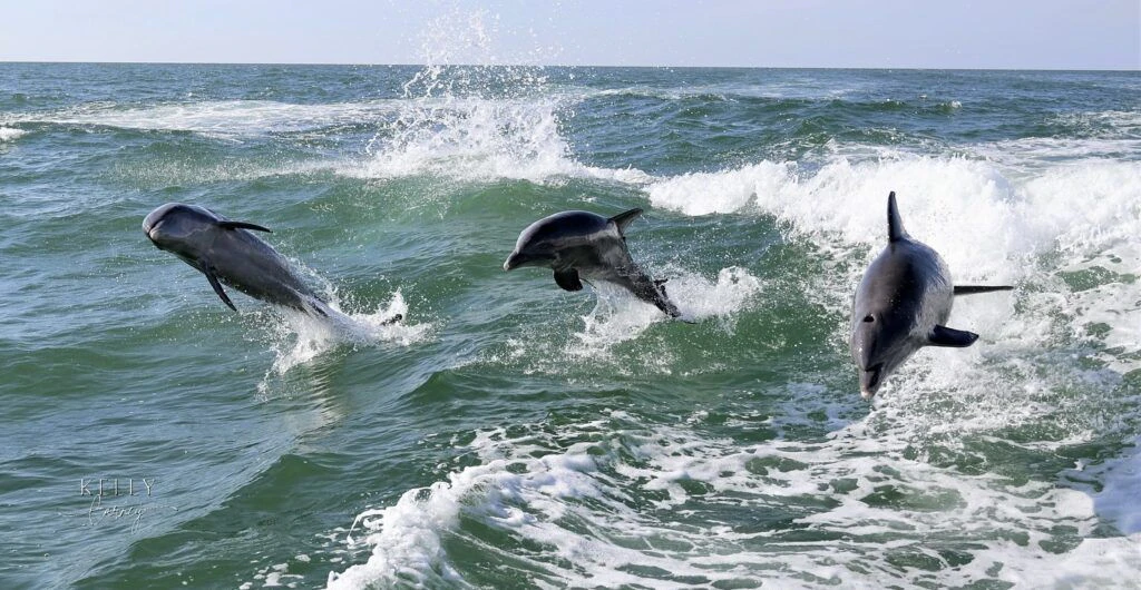 clearwater-beach-004