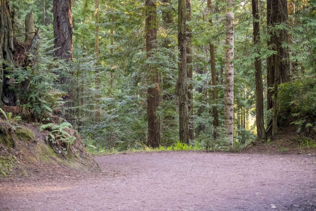 arcata-community-forest-010