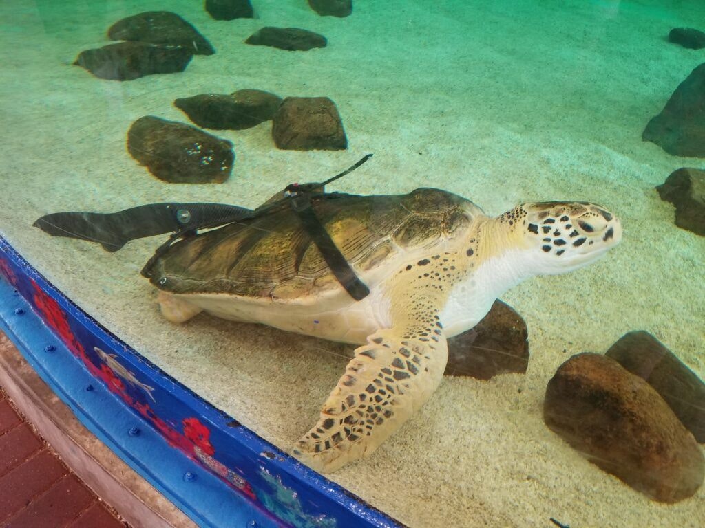 sea-turtle-inc-004