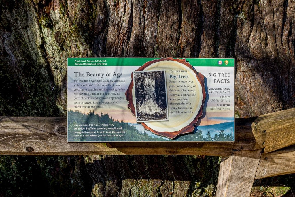 big-tree-wayside-005