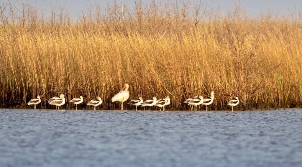 east-end-lagoon-nature-preserve-002