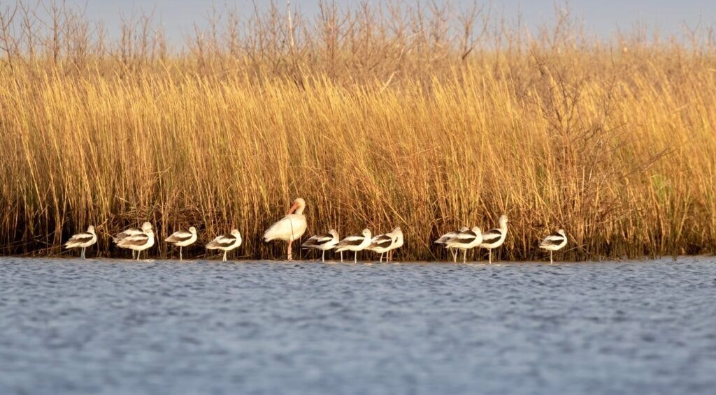 east-end-lagoon-nature-preserve-002