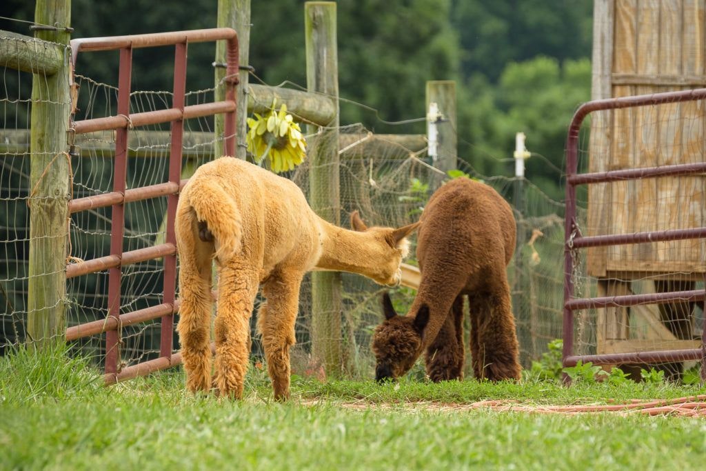 smith-mountain-lake-farm-alpacas-009