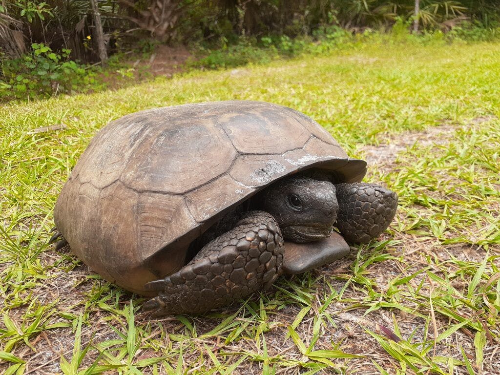 halpatiokee-regional-park-002