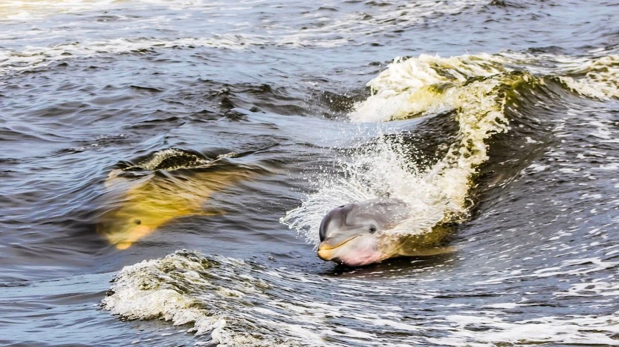 Dolphin Cruise 2.jpeg