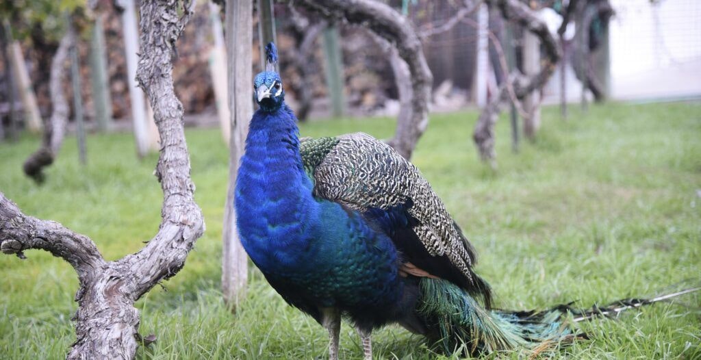 kelsey-see-canyon-vineyards-002