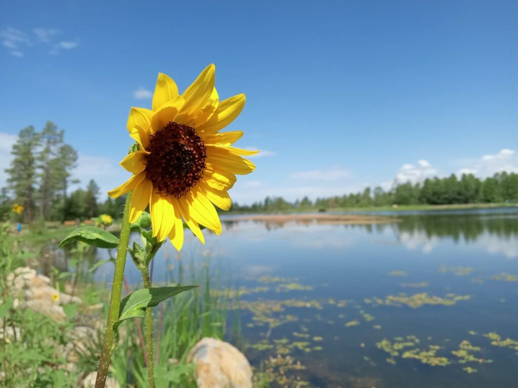 woodland-lake-park-003