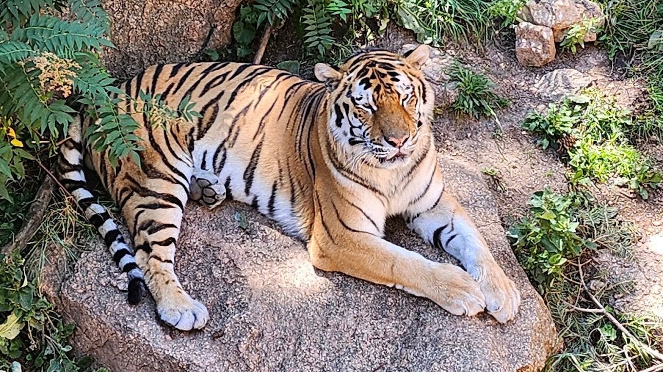 Cheyenne Zoo 3.jpeg