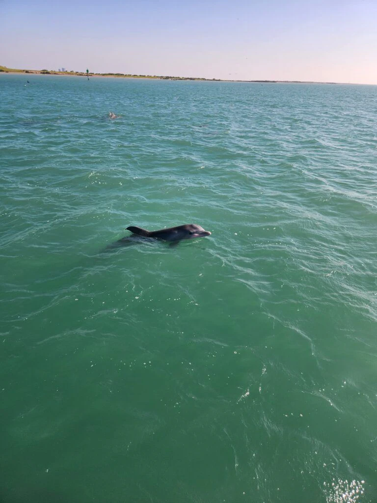 the-original-dolphin-watch-004