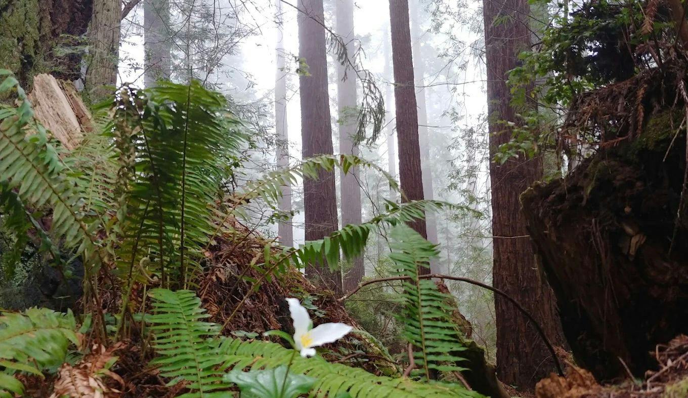 Arcata Community Forest 1.jpeg
