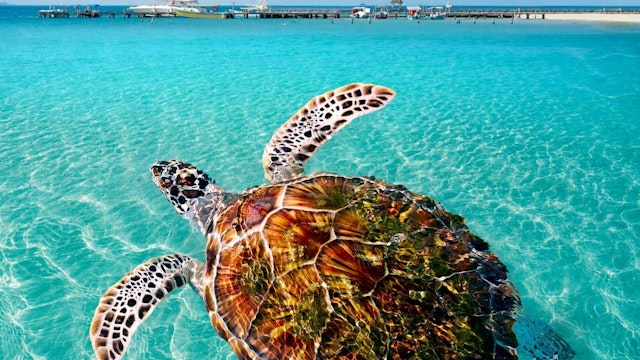 Unique Places to Visit in Playa del Carmen