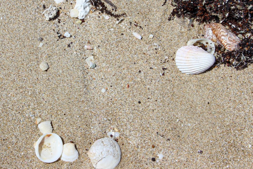 la-jolla-beach-playa-la-jolla-018