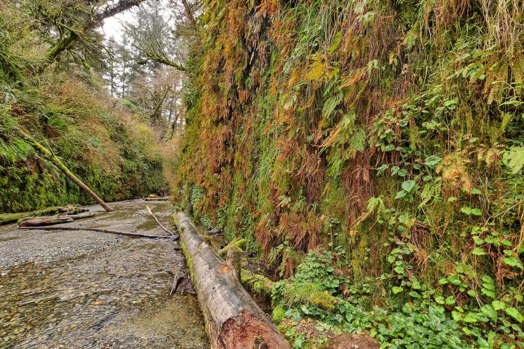 fern-canyon-inside-prairie-creek-redwoods-state-park-015