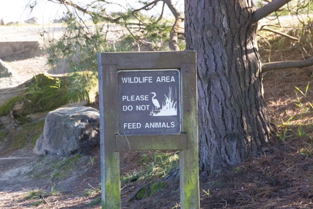 arcata-marsh-and-wildlife-sanctuary-005