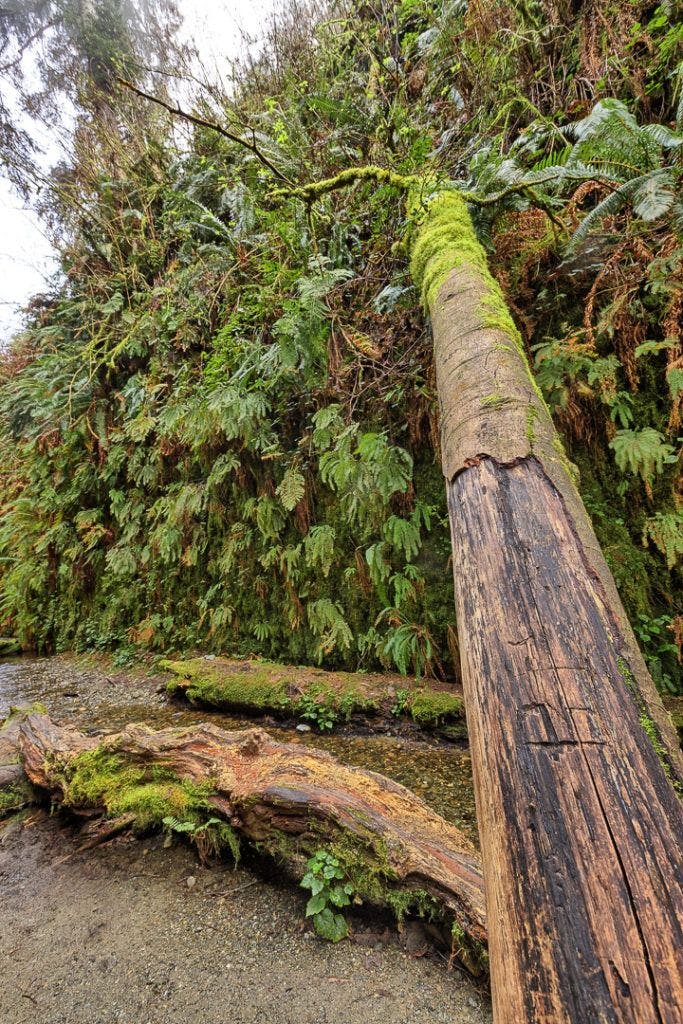 fern-canyon-inside-prairie-creek-redwoods-state-park-005