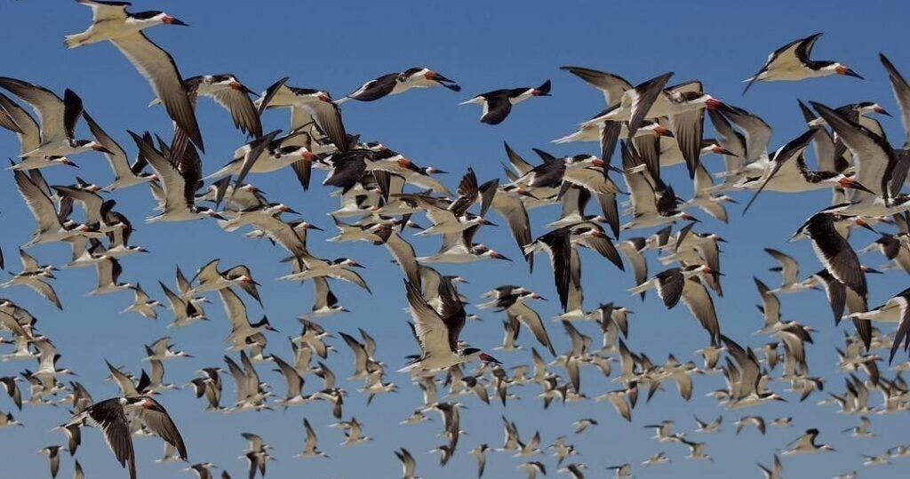 bolivar-beach-access-002