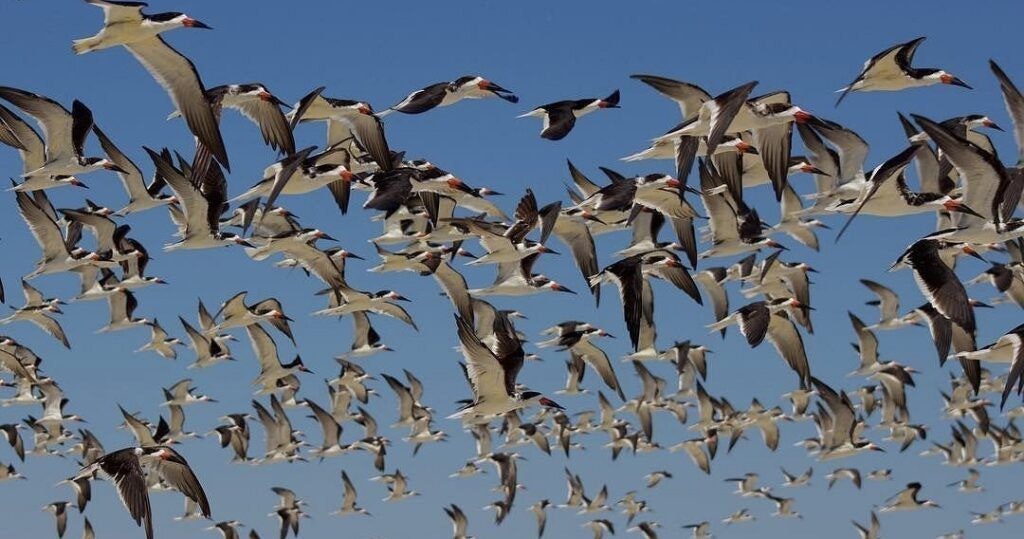 bolivar-beach-access-002