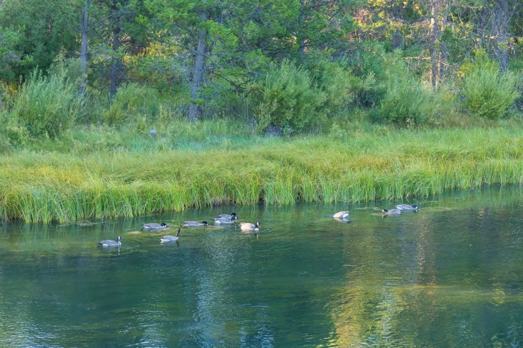 cardinal-landing-bridge-013