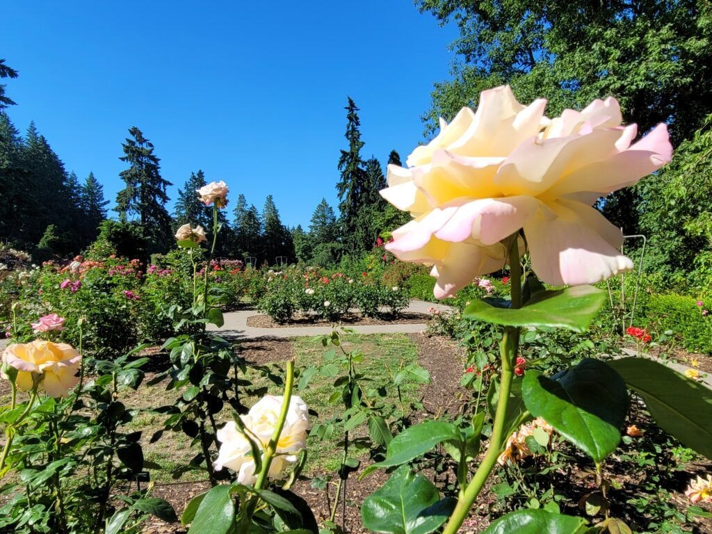 international-rose-test-garden-003