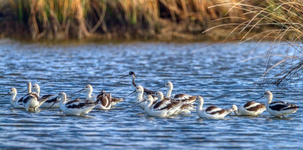 bolivar-flats-audubon-sanctuary-001