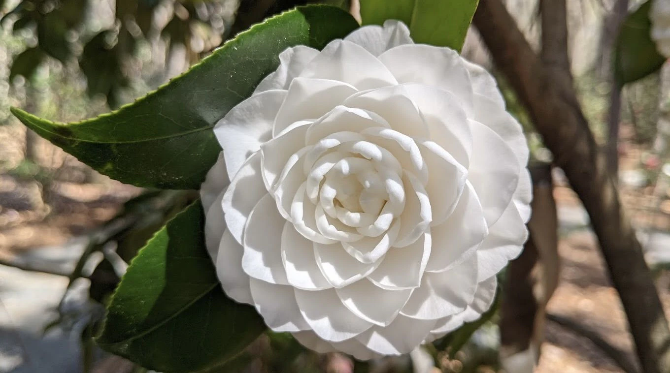 Columbus Botanical Garden 2.jpeg