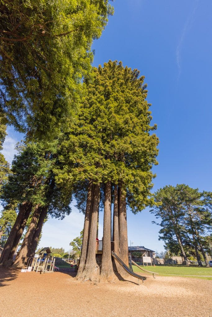 sequoia-park-garden-017