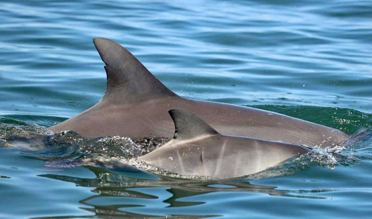 Dolphin Cruise Aboard Dolphin Tales