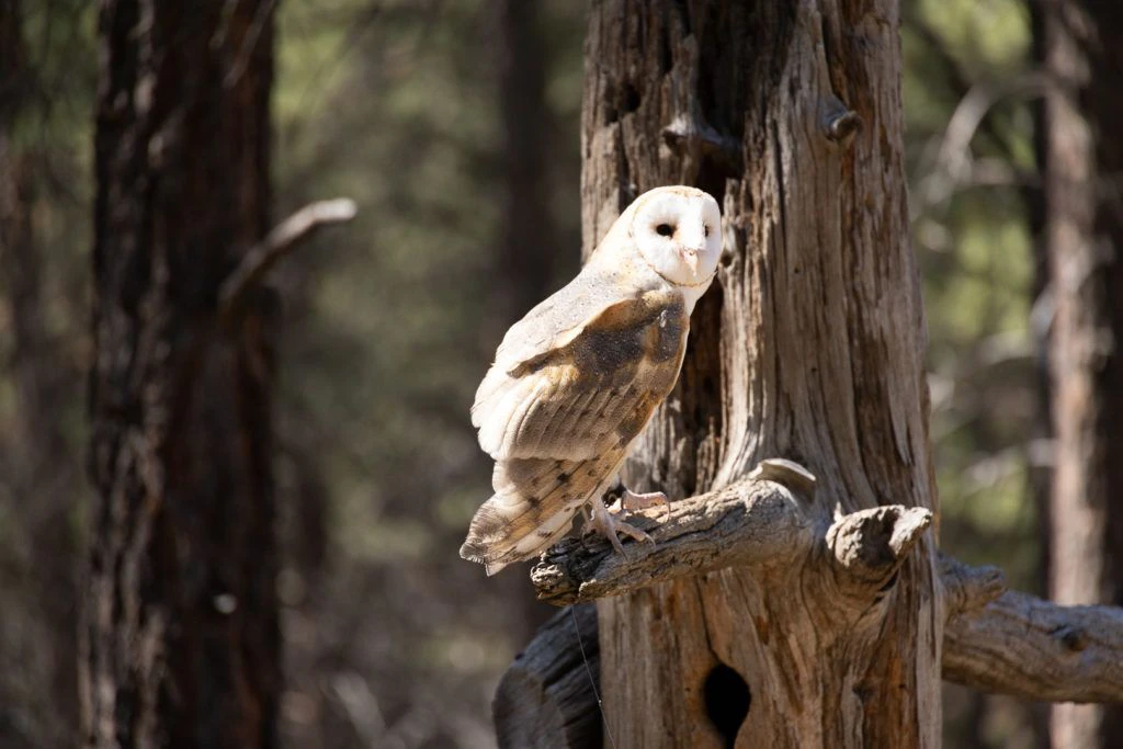 high-desert-museum-012