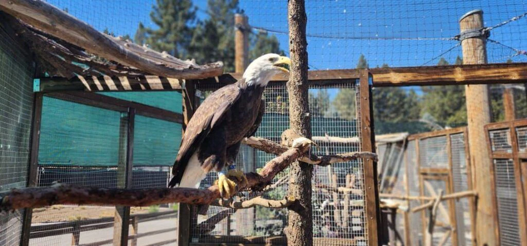 big-bear-alpine-zoo-003