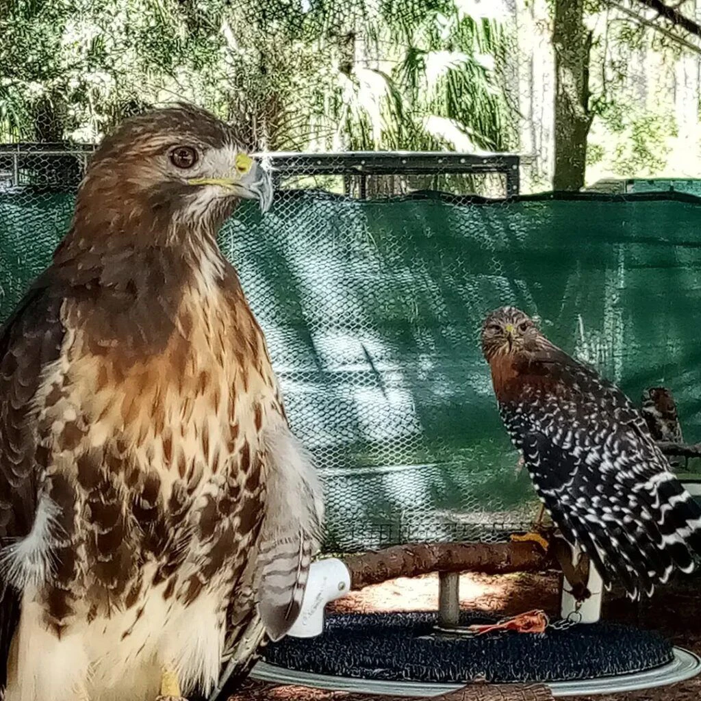 treasure-coast-wildlife-center-003