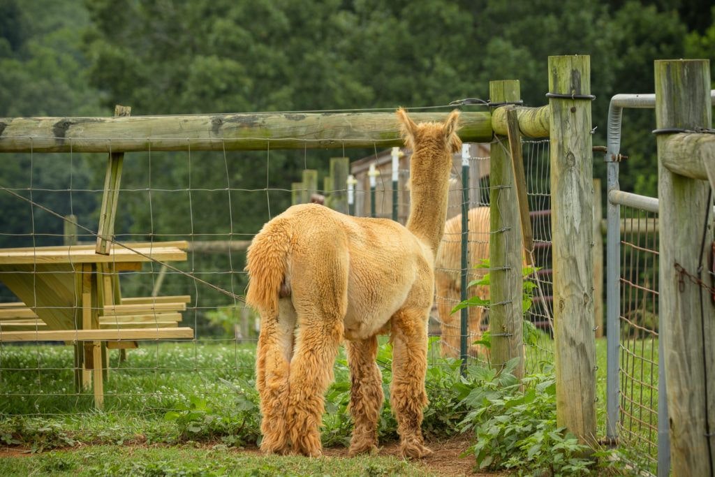 smith-mountain-lake-farm-alpacas-008
