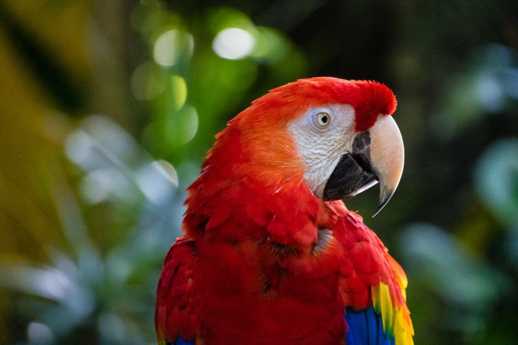 moody-gardens-pyramids-016