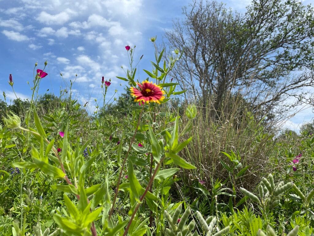 milton-reimers-ranch-park-007