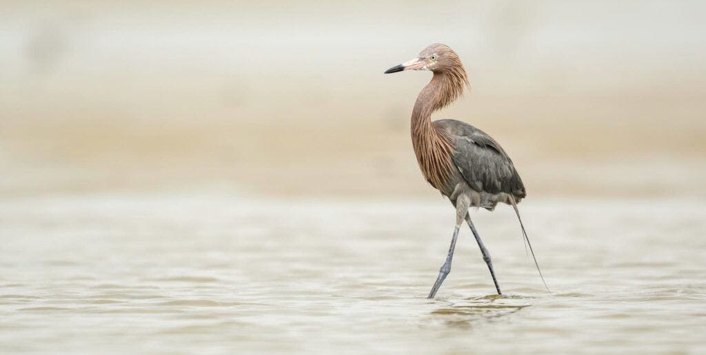 bolivar-flats-audubon-sanctuary-002