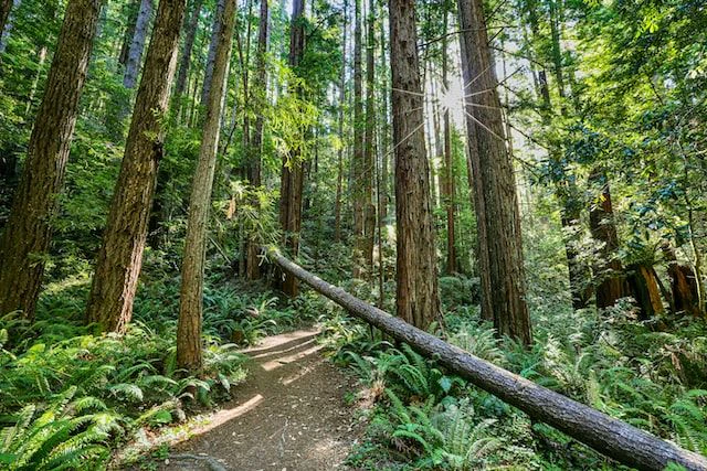 The Four Best Hikes In Redwood National Park
