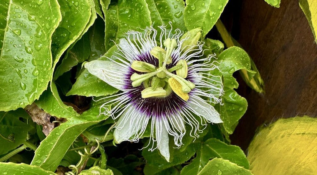 akaka-falls-state-park-003