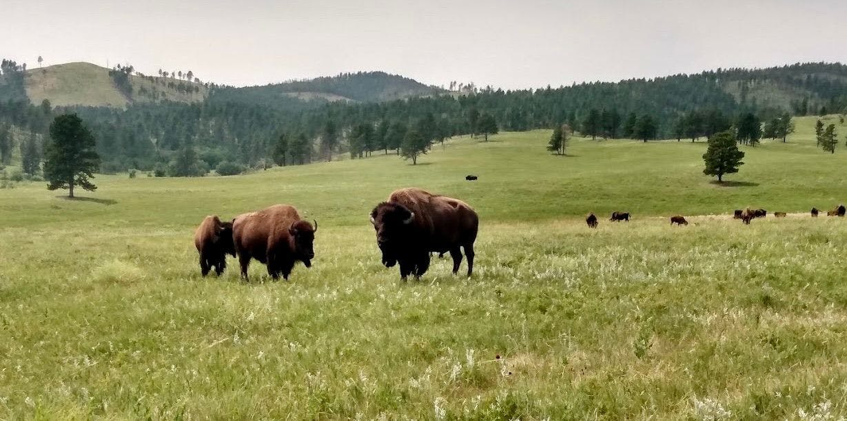 Custer SP 5.jpeg