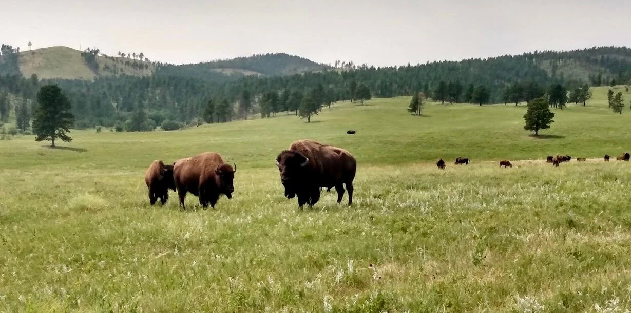 Custer SP 5.jpeg