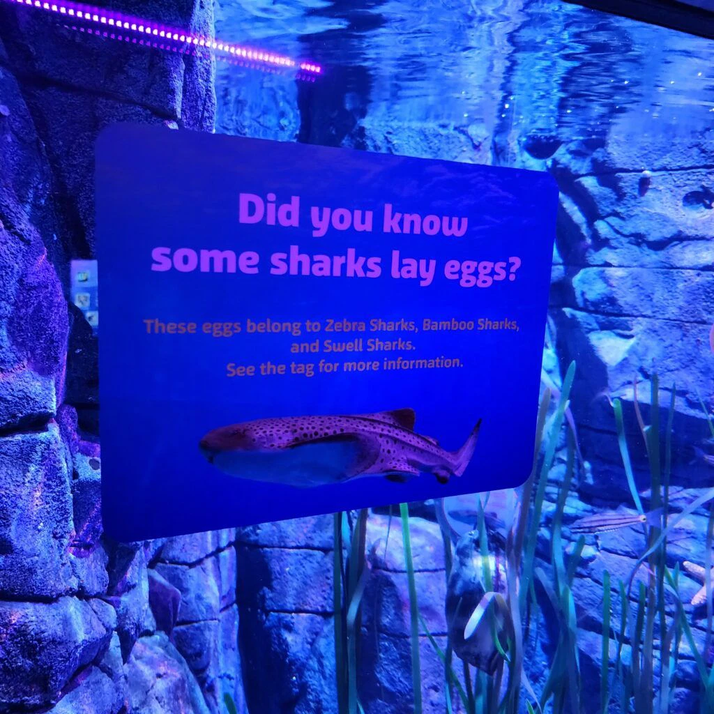 sea-life-aquarium-003