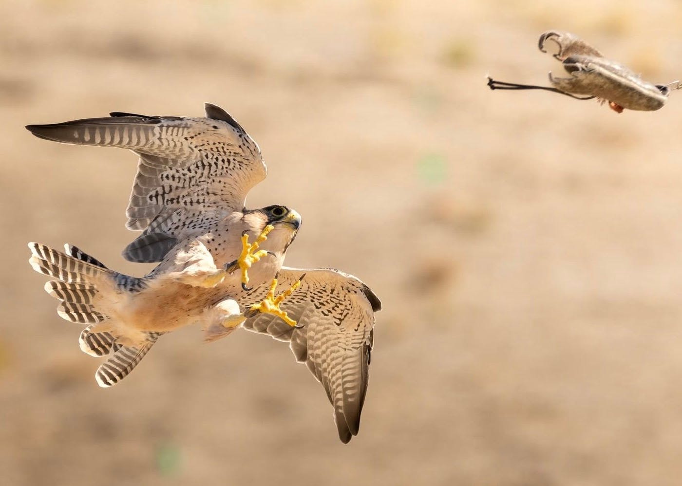 The Peregrine Fund's World Center for Birds of Prey