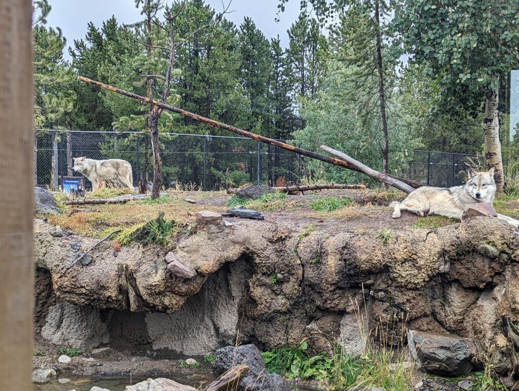 grizzly-and-wolf-discovery-center-003