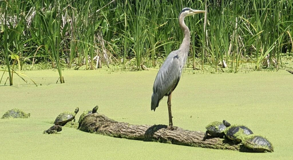 sea-pines-forest-preserve-002