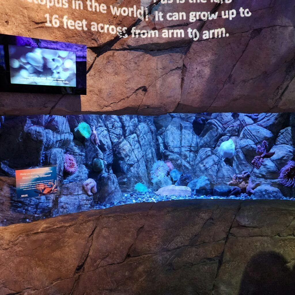 sea-life-aquarium-023