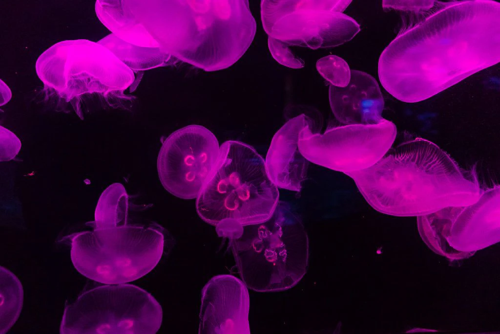 moody-gardens-pyramids-021