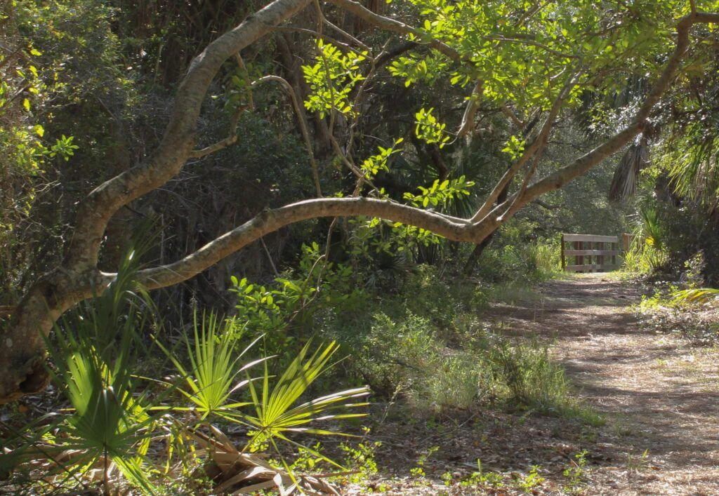 savannas-preserve-state-park-hawk-s-bluff-trail-002